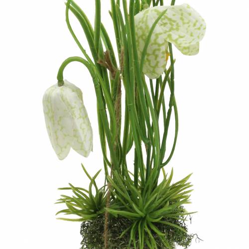 Floristik24 Fritilaria ve skořápce k zavěšení uměle zelená, bílá 25cm