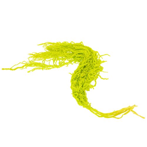 položky Sušené květiny liščího ocasu, barvené, pro speciální bytovou dekoraci a jedinečné akcenty, 100 cm, 5 kusů