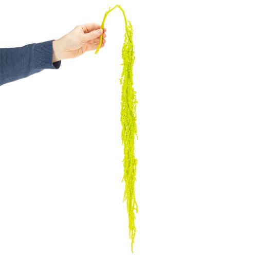 položky Sušené květiny liščího ocasu, barvené, pro speciální bytovou dekoraci a jedinečné akcenty, 100 cm, 5 kusů