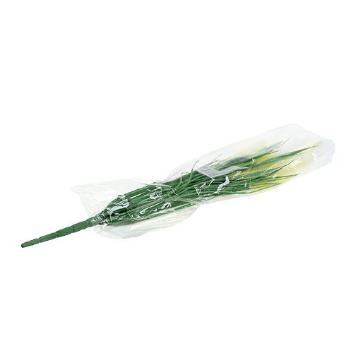 Floristik24 Foxtail tráva zelená, bílá 63cm