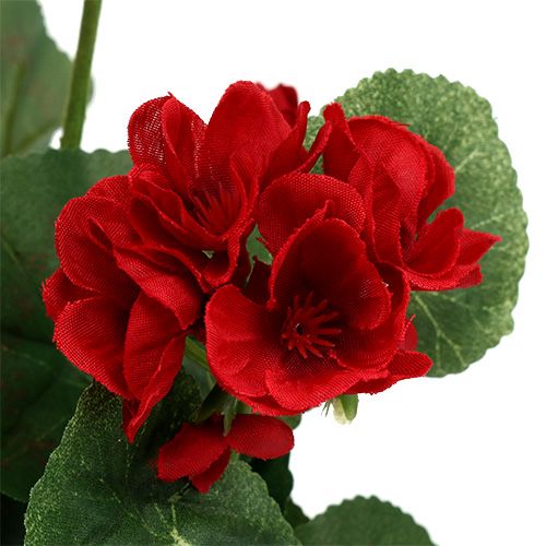 položky Geranium keř červený 36cm