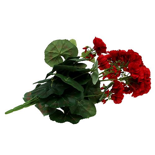 Floristik24 Geranium keř červený 36cm