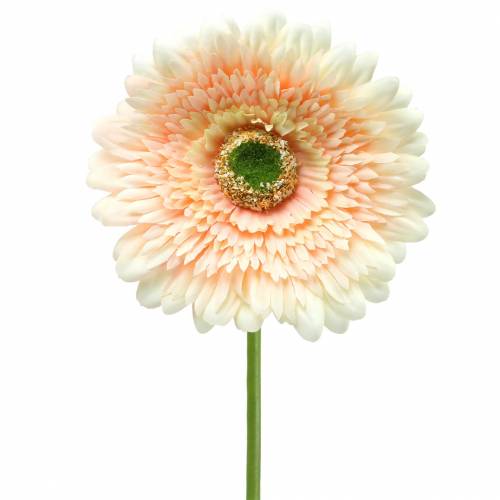 Floristik24 Umělá gerbera broskev 62cm 6ks