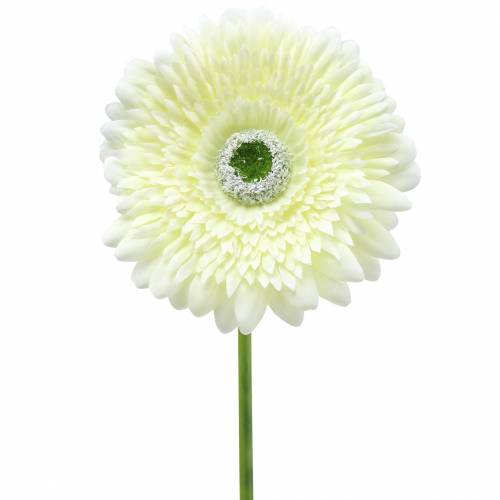 Floristik24 Gerbera umělá bílá 62cm 6ks