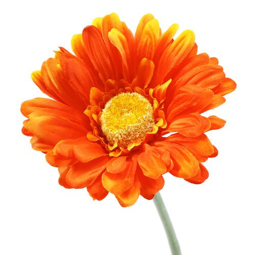 Floristik24 Gerbera oranžová Ø10cm L55cm 6ks