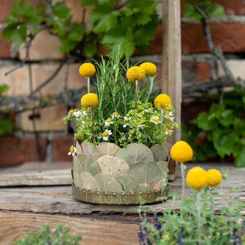 Sušené listy Deco Moneta Dry Floristics Nature 200g