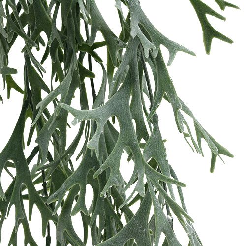 Floristik24 Parohová kapradina šedozelená 60cm