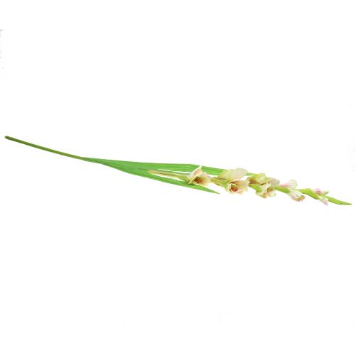Floristik24 Mečík bílý 93cm