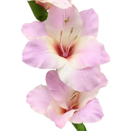 Floristik24 Mečík krémově fialový 86cm