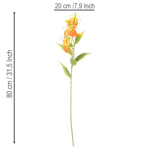  | Floristik24.cz