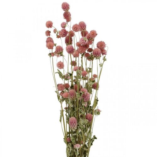 Floristik24 Kulička Amaranth, Gomphrena Globosa, Letní Květ, Suchý Květ Růžový L49cm 50g