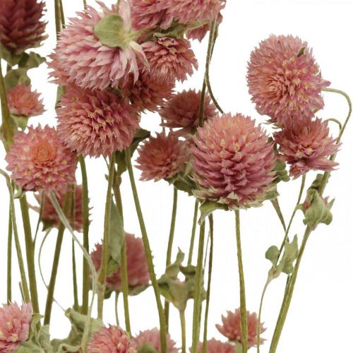 Floristik24 Kulička Amaranth, Gomphrena Globosa, Letní Květ, Suchý Květ Růžový L49cm 50g