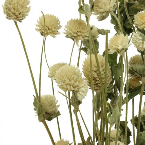 Floristik24 Sušený květ, Amarant, Gomphrena Globosa White L49cm 45g
