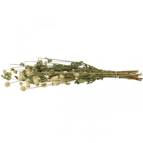 Floristik24 Sušený květ, Amarant, Gomphrena Globosa White L49cm 45g