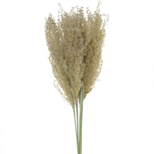 Floristik24 Sušená tráva okrasná tráva pro suchou floristickou dekoraci příroda V55cm