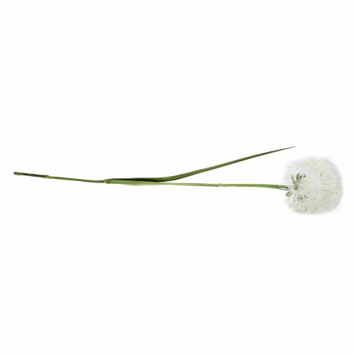 Floristik24 Dekorativní pampeliška 100cm