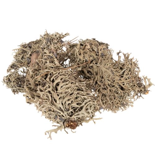 Dekorativní mech, šedý mech na tvoření, 500g nakoupit | Floristik24.cz