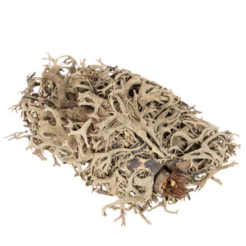 Dekorativní mech, šedý mech na tvoření, 500g | Floristik24.cz