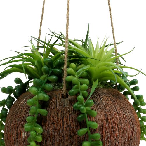 Floristik24 Závěsné sukulenty v květináči L60cm Ø16cm
