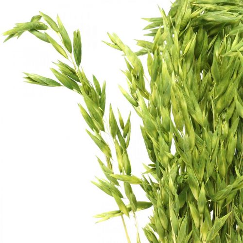 Floristik24 Sušený oves zelené zrno rustikální suchá dekorace 70cm svazek 100g