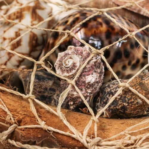 položky Půlka dekorace skořápky kokosových ořechů dekorace skořápky šneka 18–19cm 3 ks