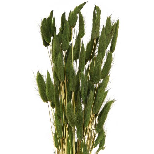 Floristik24 Králičí ocásek tráva Lagurus sušená zelená 50-60cm 50g