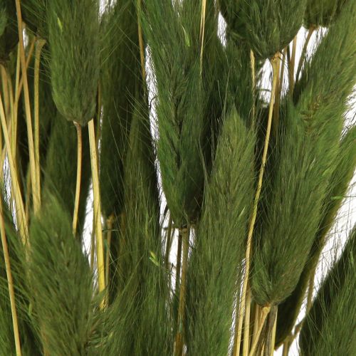 položky Králičí ocásek tráva Lagurus sušená zelená 50-60cm 50g