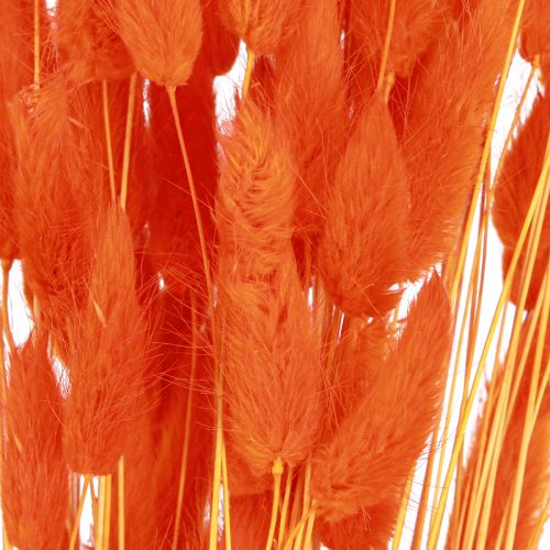 položky Králičí ocásek tráva Lagurus sušený pomeranč 50-60cm 50g