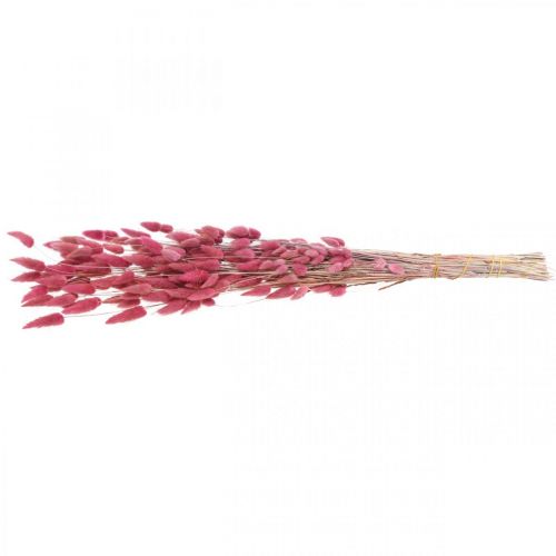 položky Králičí ocásek tráva Lagurus sušená starorůžová 60cm 50g