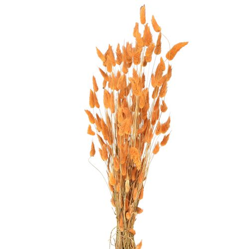 položky Zaječí oháňka Lagurus sušená meruňka 55-60cm 50g