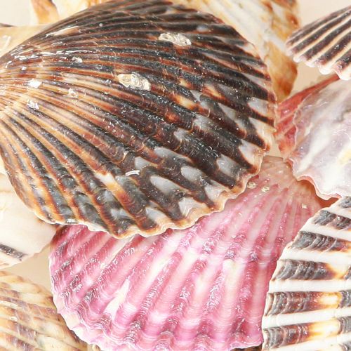 položky Prázdné srdcovky v přírodní dekoraci mušlí 3cm–5cm 300g