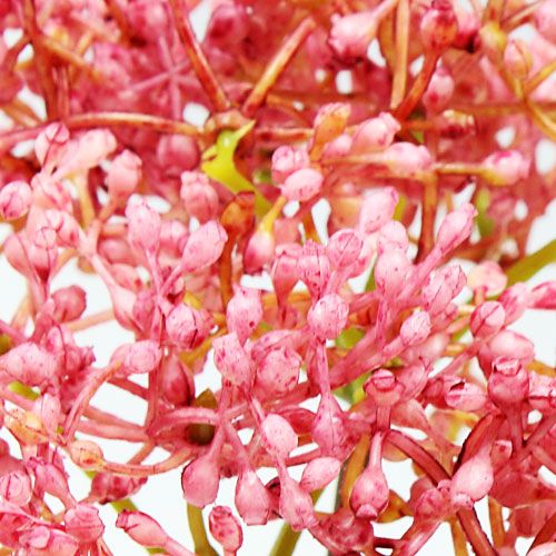 Floristik24 Bezová větev růžová 54,5cm 4ks
