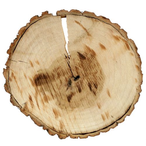 Floristik24 Dřevěný kotouč přírodní 20cm 2 ks