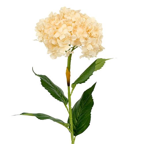 Hydrangea krém 80cm 1ks