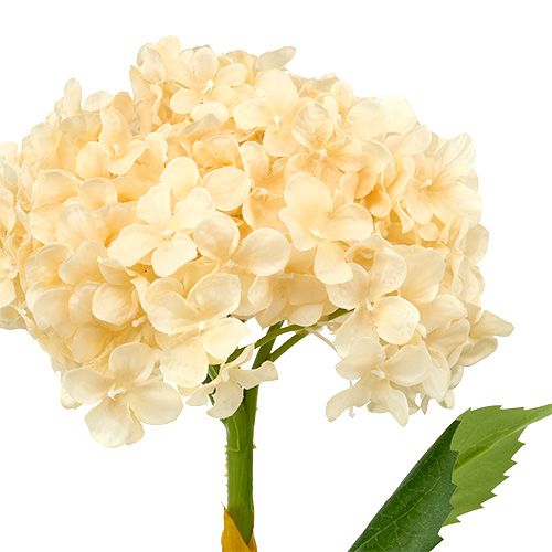 Floristik24 Hydrangea krém 80cm 1ks