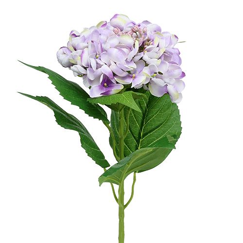 Hortenzie fialovo-bílá 60cm