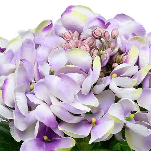 Floristik24 Hortenzie fialovo-bílá 60cm