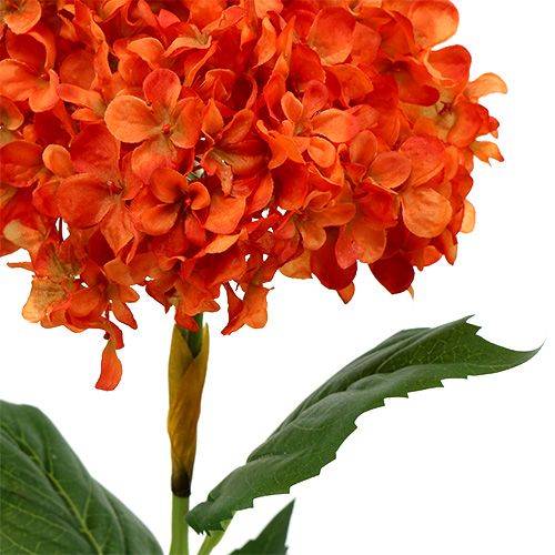 Floristik24 Hortenzie oranžová 80cm 1ks
