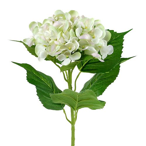 Hortenzie bílo-zelená 60cm | Floristik24.cz