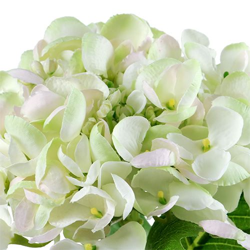 Hortenzie bílo-zelená 60cm | Floristik24.cz