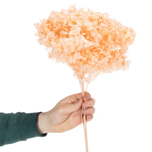položky Kytice sušených hortenzií pro elegantní květinovou výzdobu doma, 65 cm