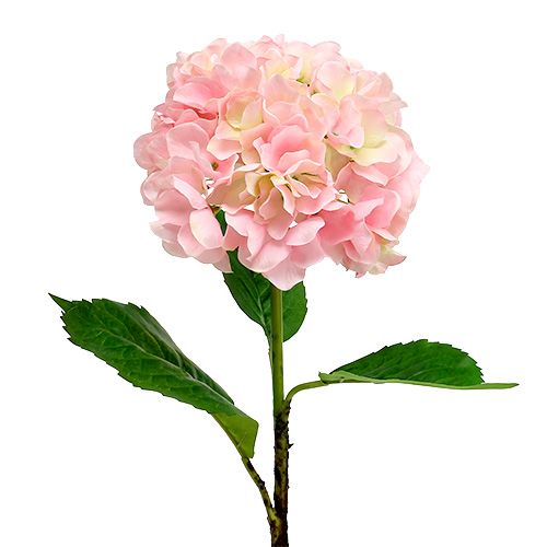 Floristik24 Hortenzie růžová L 70cm