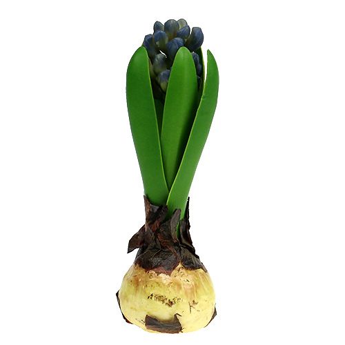 Hyacint s cibulovou modrou 15cm 3ks