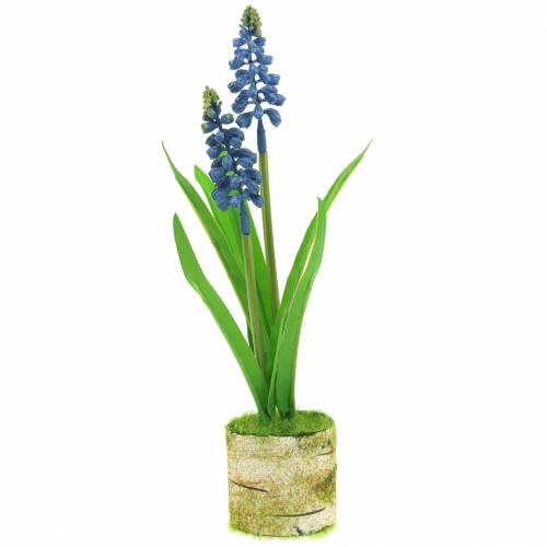 Floristik24 Hroznový hyacint v březovém květináči modrý 24cm