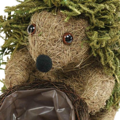 Floristik24 Ježek s košíkem zelený, podzimní dekorace na sázení, dekorativní košík na rostliny V24cm Ø9,5cm