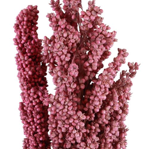Floristik24 Indická kukuřice sušené květiny Indická kukuřice růžová 75cm 3 ks