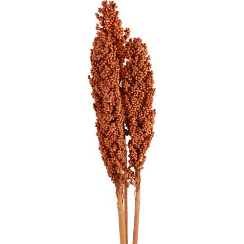 Floristik24 Indická kukuřice sušené květiny Indická kukuřice pomeranč 72cm 3 ks