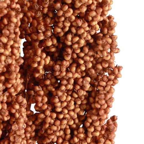 Floristik24 Indická kukuřice sušené květiny Indická kukuřice pomeranč 72cm 3 ks