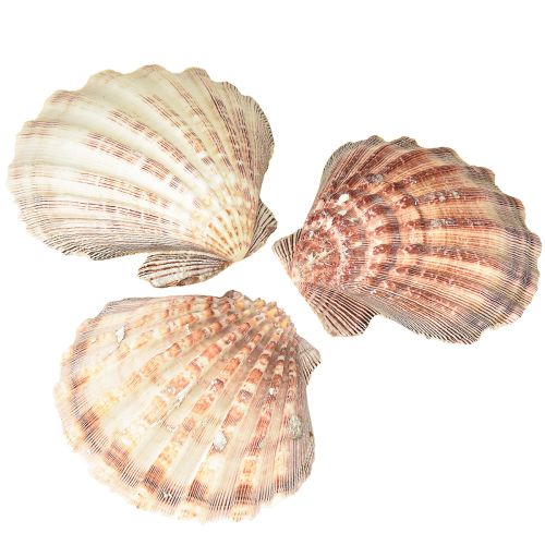 Pravé mušle mořské – přírodní – námořní nádech 1 kg