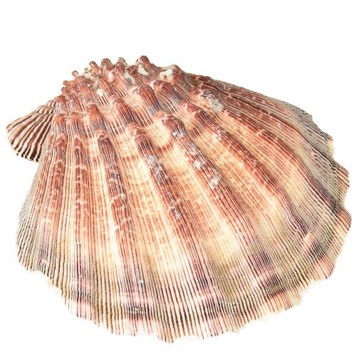 položky Pravé mušle mořské – přírodní – námořní nádech 1 kg